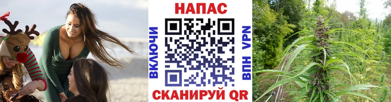 где можно купить   Чистополь  Бошки Шишки семена 